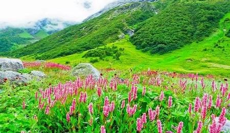 Day 03: Ghangaria â€“ Valley of flower - Ghangaria (Trek- 5 kms one side/4-5 hrs)